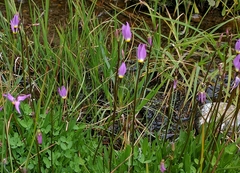 Primula tetrandra