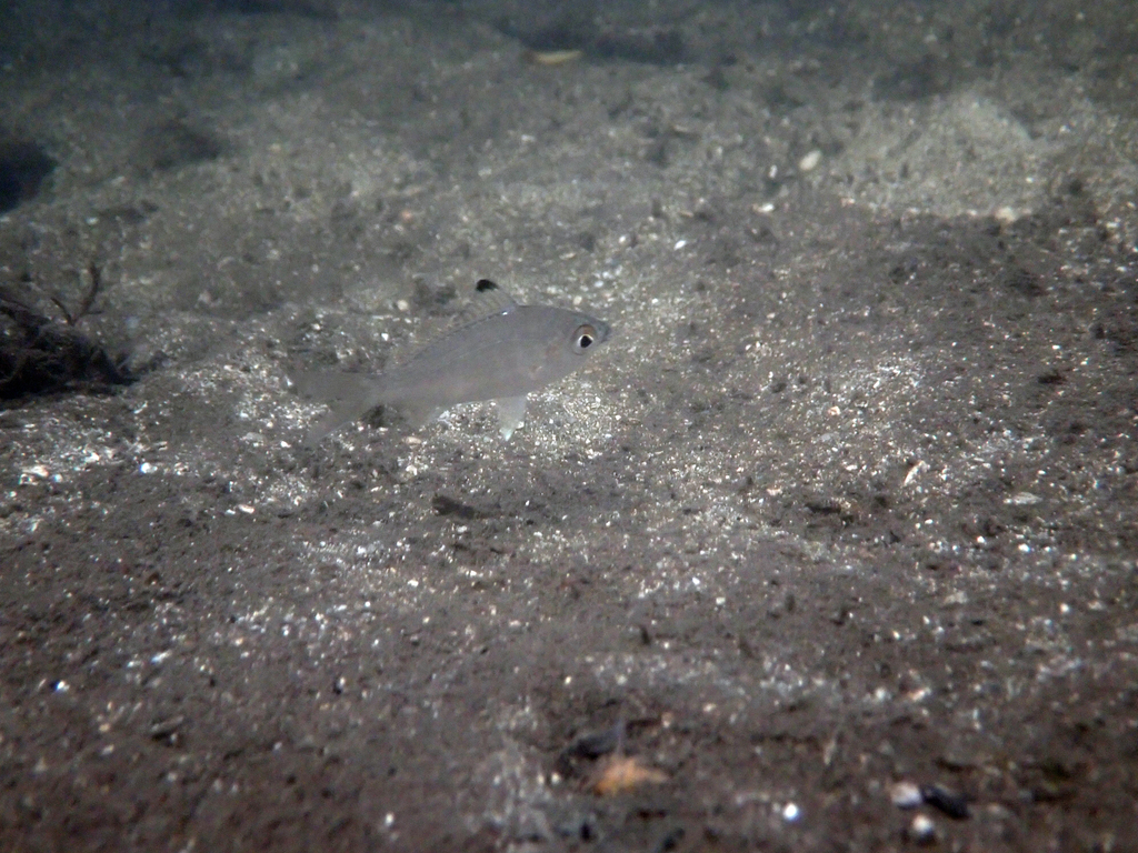 Bigeye Mojarra