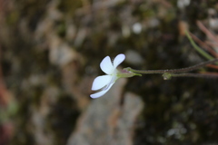 Pinguicula mirandae