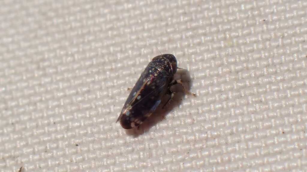 Neoaliturus guttulatus
