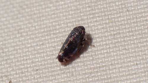 Neoaliturus guttulatus
