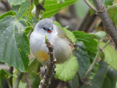 Coccopygia quartinia