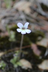 Pinguicula mirandae