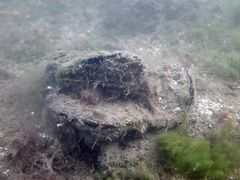 Isognomon alatus