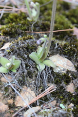 Pinguicula mirandae