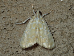 Glaphyria glaphyralis