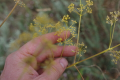 Ferula caspica