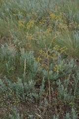 Ferula caspica