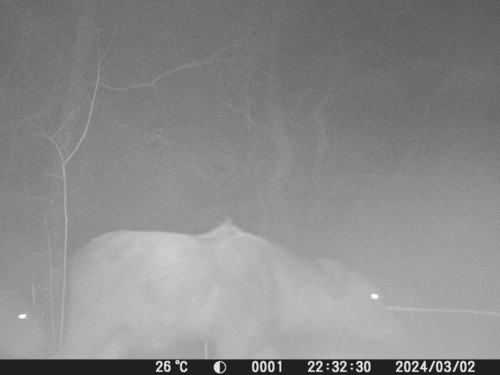 Sudanese Buffalo