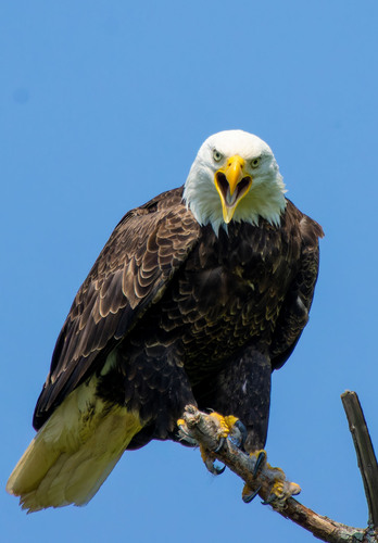 Bald Eagle photographed in Wisconsin