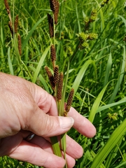 Carex shortiana