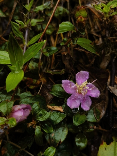 Twelve-stamened Melastoma