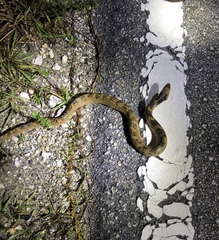 Nerodia fasciata × clarkii