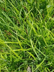 Carex shortiana