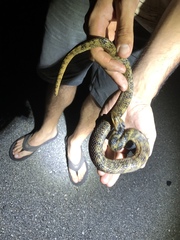 Nerodia fasciata × clarkii