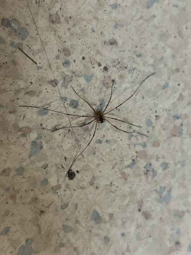 Saddleback Harvestman