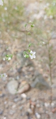 Linaceae
