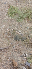 Linaceae