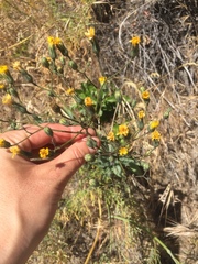 Hieracium scouleri