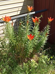 Lilium maculatum