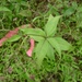 Galium latifolium - Photo (c) Dave Scamardella, μερικά δικαιώματα διατηρούνται (CC BY-NC), uploaded by Dave Scamardella