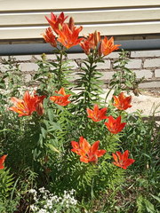 Lilium maculatum