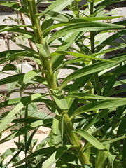 Lilium maculatum