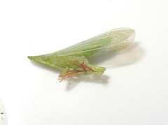 Rhynchomitra