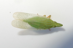 Rhynchomitra