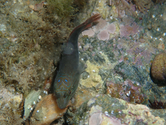 Lepadogaster lepadogaster