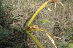 Colchicum bulbocodium versicolor