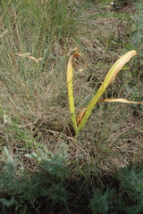 Colchicum bulbocodium versicolor