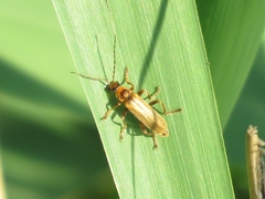 Cantharis figurata