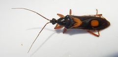 Rasahus hamatus