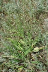 Klasea erucifolia