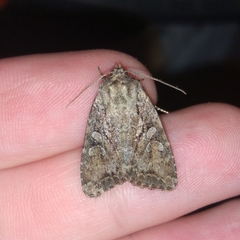 Apterogenum ypsillon