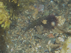 Lepadogaster candolii