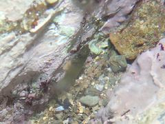 Lepadogaster candolii