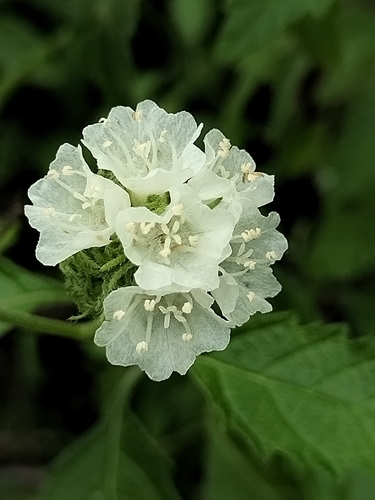 Varronia bullata, photograph 5