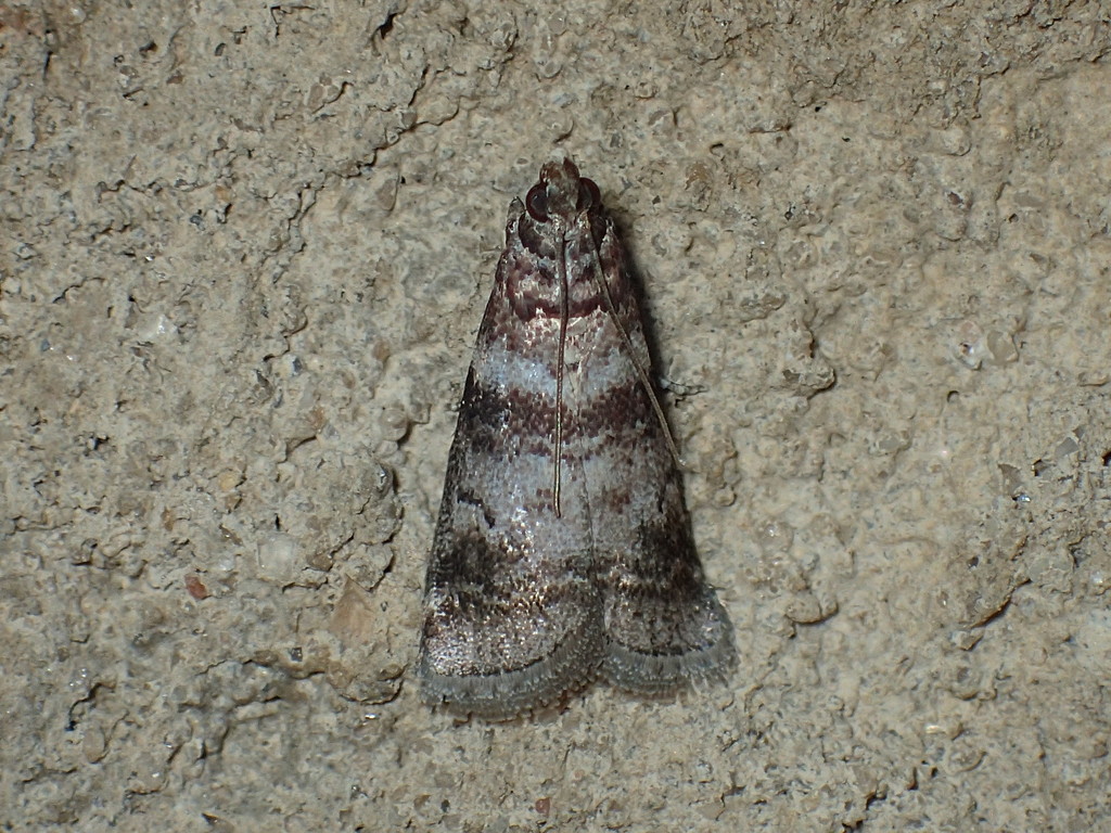 Sweetgum Leafroller Moth