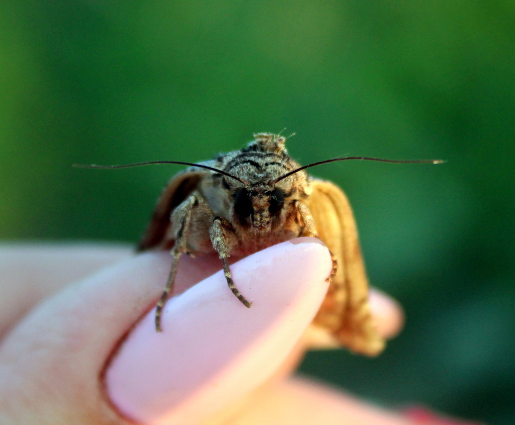 Dark Arches (Moths Of Shetland) · iNaturalist United Kingdom