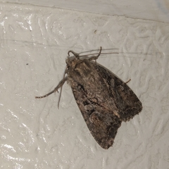 Apterogenum ypsillon