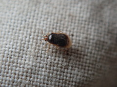 Monalocoris americanus