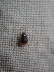 Monalocoris americanus