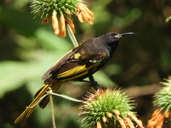 Drepanorhynchus reichenowi