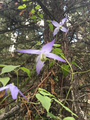 Clematis occidentalis grosseserrata