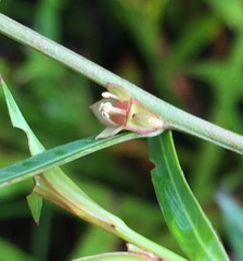 Ludwigia alata