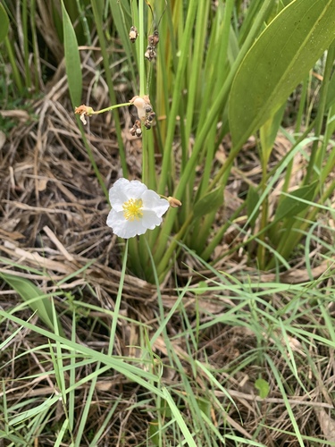 Sagittaria lancifolia image