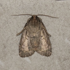 Apterogenum ypsillon