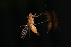 Compsobata